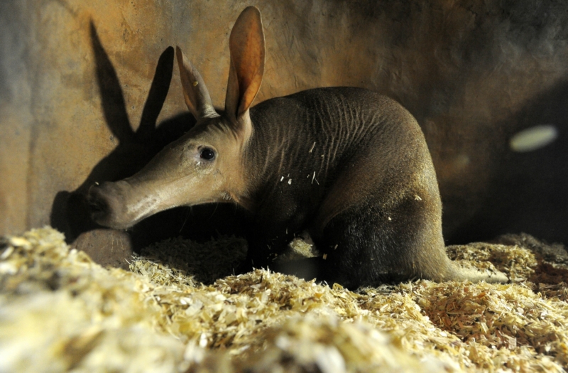 Hrabáč kapský je novým přírůstkem v Zoo Dvůr Králové. Hrabáč kapský je novým přírůstkem v Zoo Dvůr Králové.