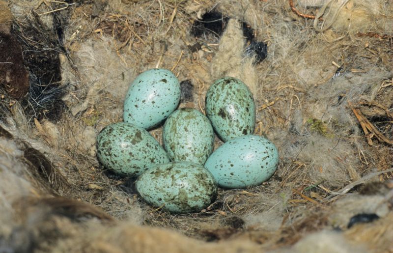 Krkavčí vejce mají modrou barvu a červenohnědé skvrny.