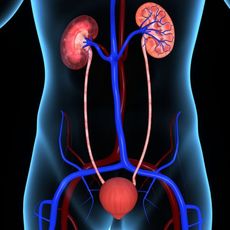 Mezi nejohroženější skupiny, u kterých může vzniknout onemocnění ledvin, patří diabetici, senioři i děti.