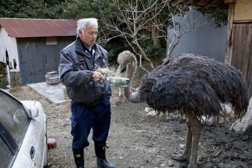 Vedle domácích mazlíčků či skotu zde žije i několik pštrosů.