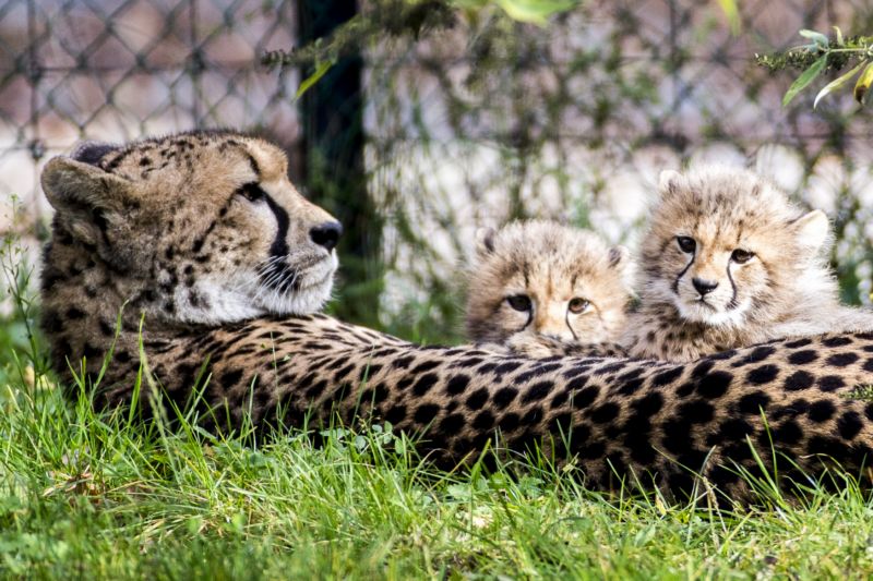 Gepardí mláďata uvidí veřejnost poprvé při zahájení 84. sezony pražské zoo (ilustrační foto). Gepardí mláďata uvidí veřejnost poprvé při zahájení 84. sezony pražské zoo (ilustrační foto).