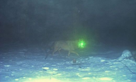 Fotografie vlka zveřejnila organizace ALKA Wildlife na svých facebookových stránkách.