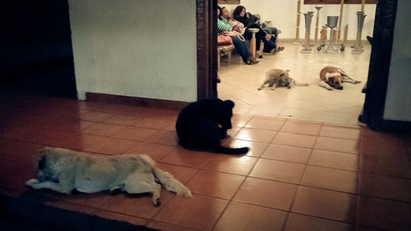 Mexičanka krmila zatoulaná zviřata každé ráno.