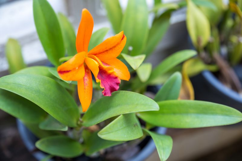 Policie přišla na pěstitele "orchidejí" náhodou (ilustrační foto).