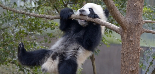 Panda.
