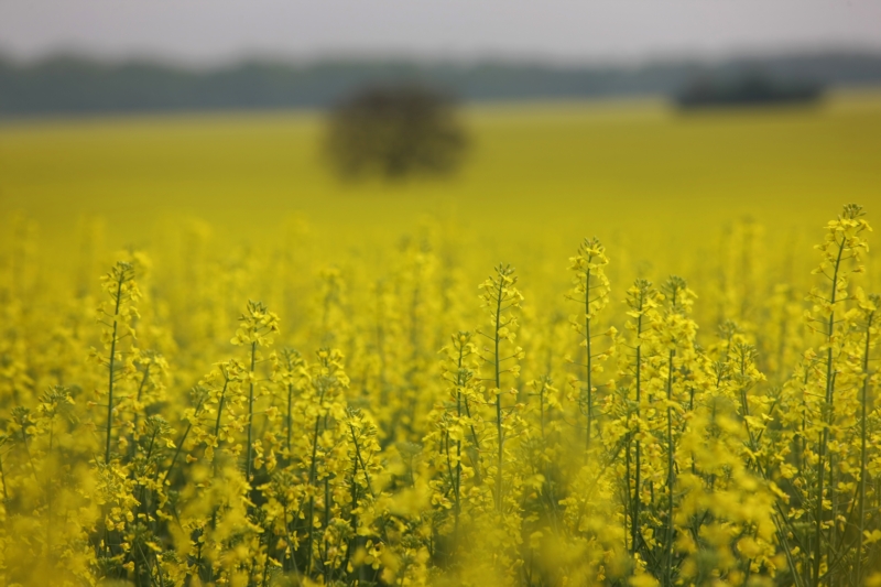 Kalousek tvrdí, že Babišova skupina Agrofert získá díky daňové podpoře biopaliv první generace pět miliard korun.