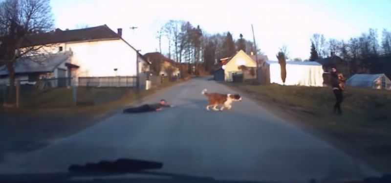 Slavná dvojka - bernardýnka Enny a její pániček David.