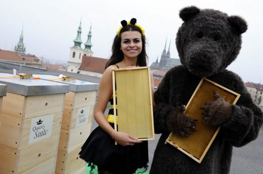 Včelíny jsou na brněnském hotelu nasměrovány ke hradu Špilberk a místnímu parku.