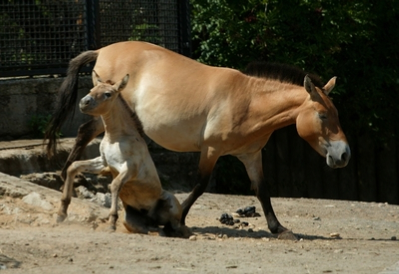 Klisna koně Převalského je k vidění i pražské zoo.