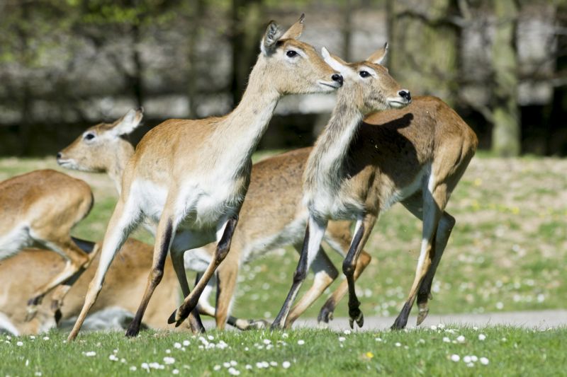 Zoologická zahrada ve Dvoře Králové nad Labem otevřela areál Afrického safari.