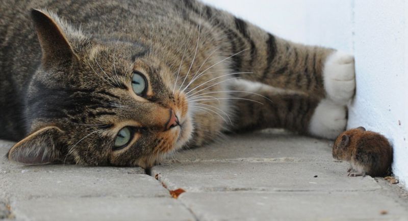Pomocí mobilní aplikace si mohou Londýňané objednat kočku z útulku, aby jim pochytala myši.