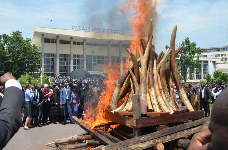 Pálení sloních klů v centru hlavního města Republiky Kongo Brazzaville.