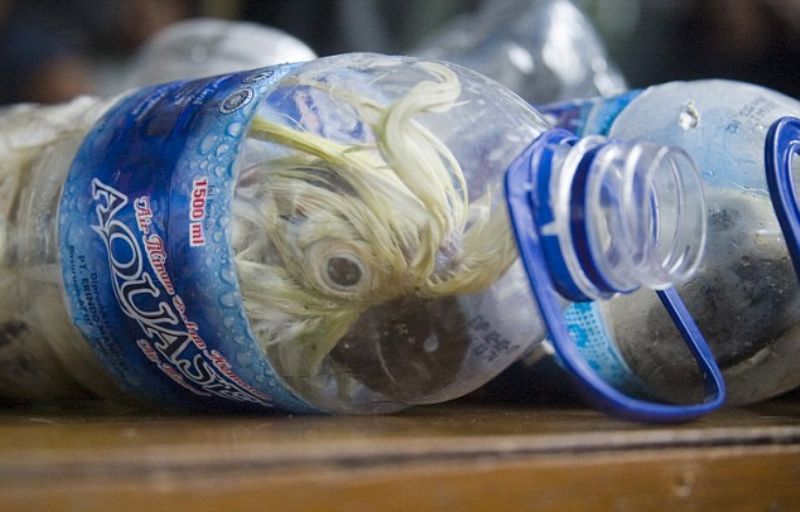 Indonéská policie odhalila pašeráky, a zachránila tak až 24 papoušků.