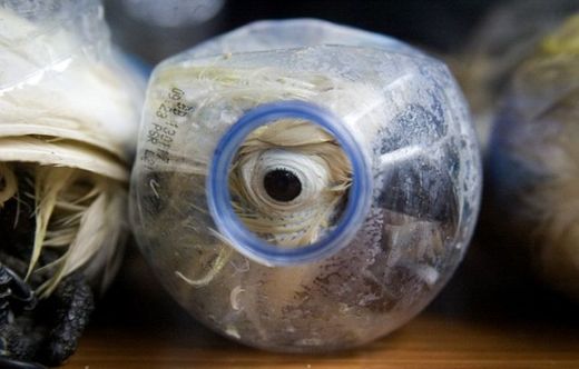 Ze studie vyplývá že až 40 procent z pašovaných ptáků zemře během cesty.