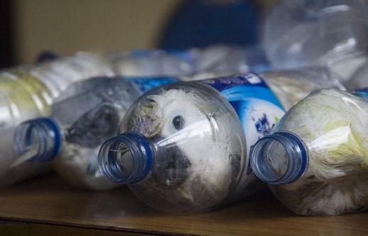 Jeden papoušek kakadu by se na černém trhu prodal až za 24 tisíc korun.