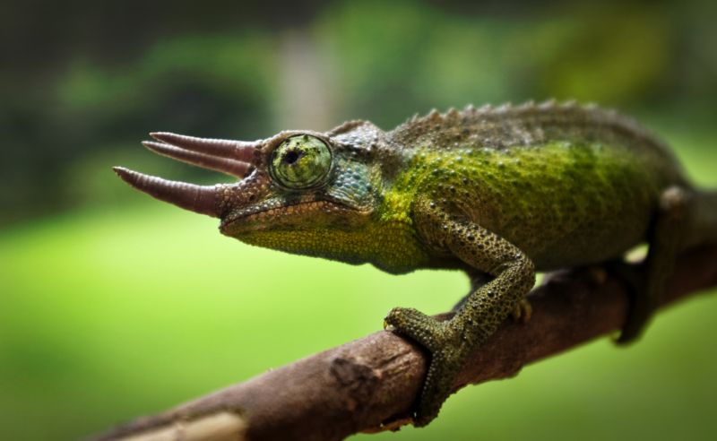Chameleoni budou v zoparku k vidění od května do října, na snímku chameleon třírohý.