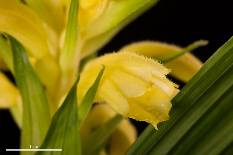 V botanické zahradě v pražské Troji vykvetla unikátní orchidej.