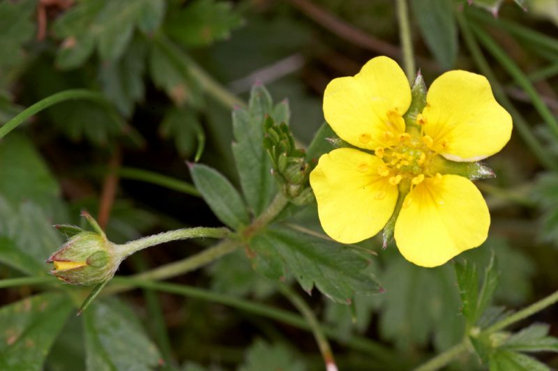 Mochna nátržník (Potentilla erecta).