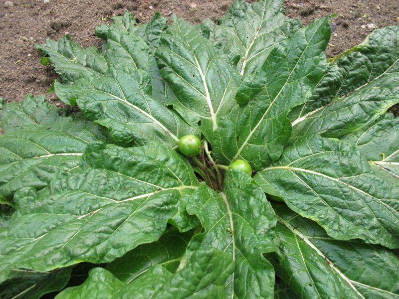 Mezi nejznámější vystavené rostliny patří mandragora. Mezi nejznámější vystavené rostliny patří mandragora.