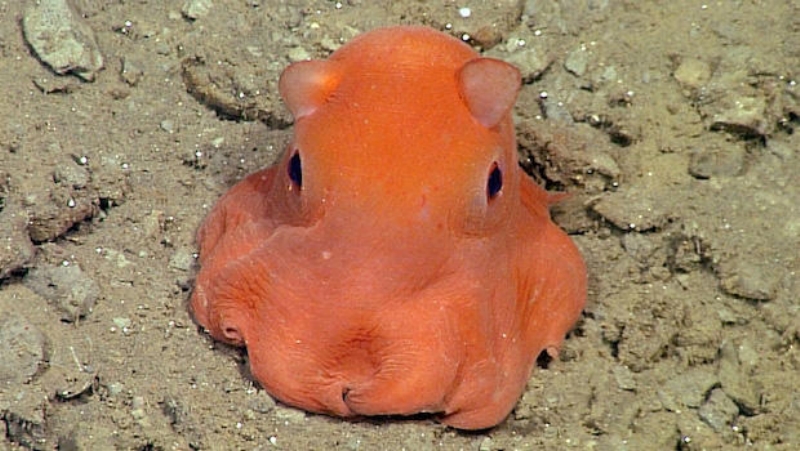 Opisthoteuthis Adorabilis. (Ilustrační foto) Opisthoteuthis Adorabilis. (Ilustrační foto)