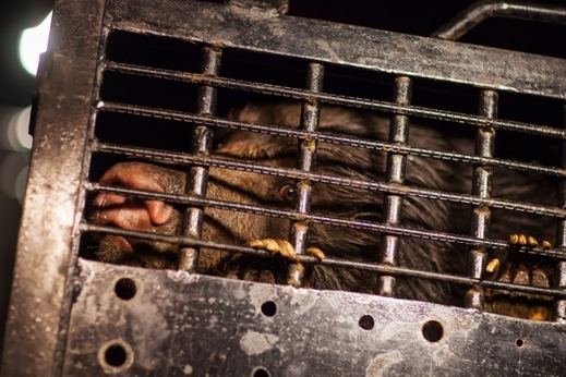Zlínská zoologická zahrada se rozrostla o pár vzácných medvědů pyskatých.