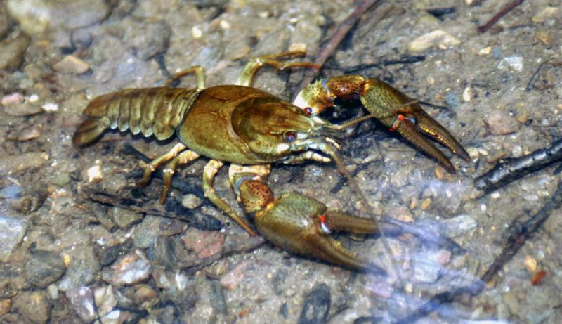 Rak říční je považován za indikátor čisté vody. Rak říční je považován za indikátor čisté vody.