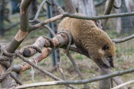 Táborská zoo pod bývalým majitelem dlužila až desítky milionů korun.