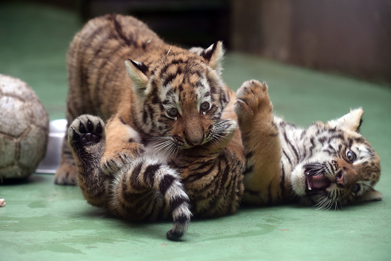 Dvojčata tygra ussurijského se nedávno narodila i v olomoucké zoo na Svatém Kopečku. Dvojčata tygra ussurijského se nedávno narodila i v olomoucké zoo na Svatém Kopečku.