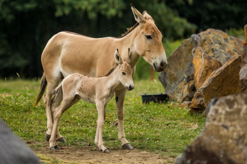 Radost v ostravské zoo, narodilo se mládě vzácného asijského osla onagera. Radost v ostravské zoo, narodilo se mládě vzácného asijského osla onagera.