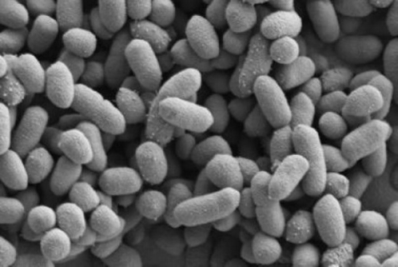 Střevní mikrob Bacteroides thetaiotaomicron. 