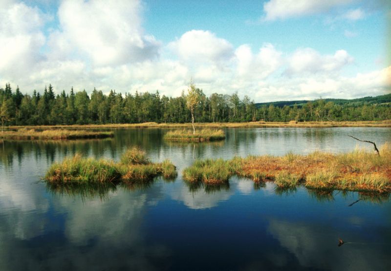 Mezi Jetíkovy stopy patří i Chalupská slať v národním parku Šumava.