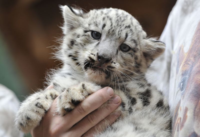 S letošním přírůstkem je to již 19. úspěšný odchov levhartů sněžných v jihlavské zoo.