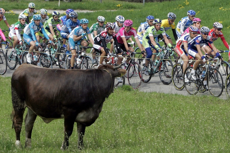 Cyklisté a krávy. 