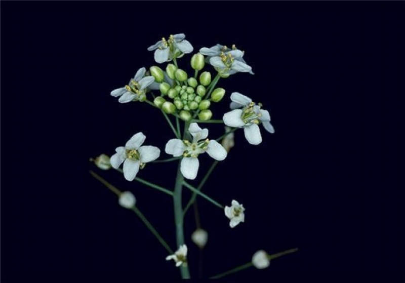 Huseníček rolní, oblíbený botanický "pokusný králík".