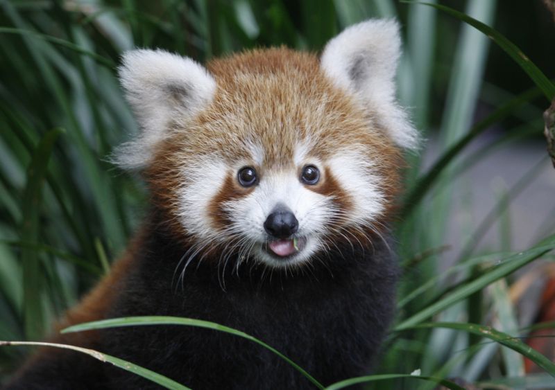 Panda červená je jediným žijícím druhem z čeledi pandovití.
