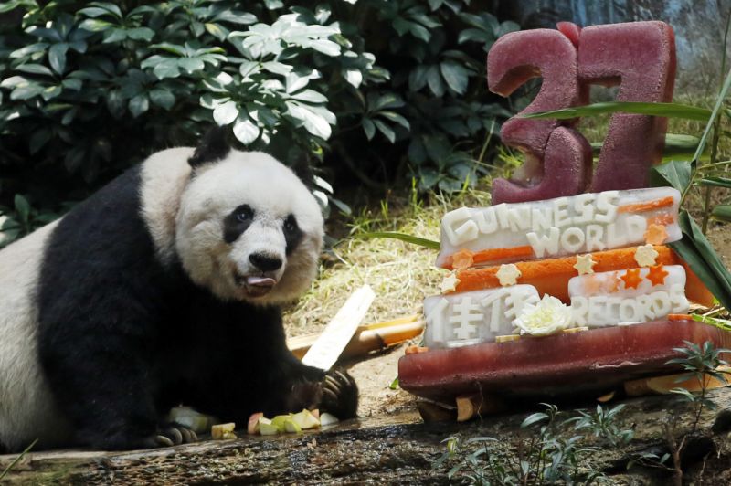 Panda jménem Ťia Ťia se dožila věku 37 let, stala se tak novou rekordmankou.