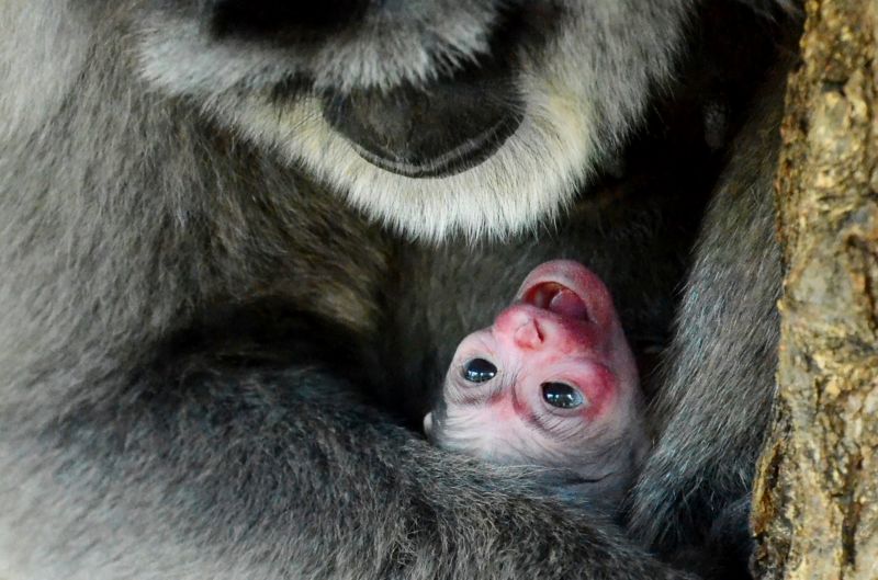 Mládě gibona z pražské zoo je zároveň prvním mládětem tohoto ohroženého druhu primáta narozeným v Česku.