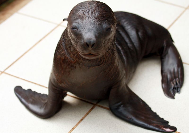 Lachtani patří mezi nejoblíbenější zvířata v zoo.