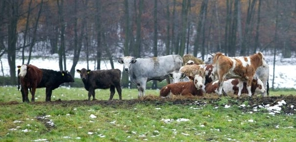 Ilustrační foto.