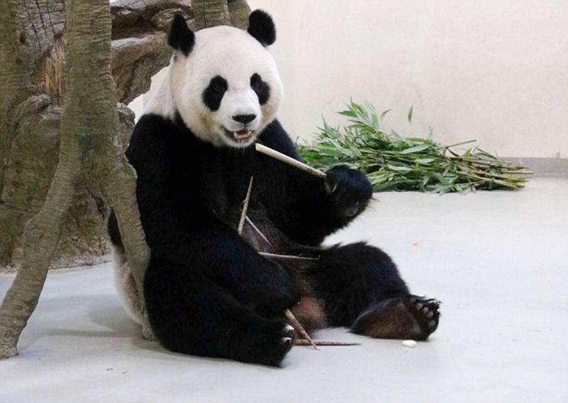 Panda z tchajwanské zoo přechytračila ošetřovatele.