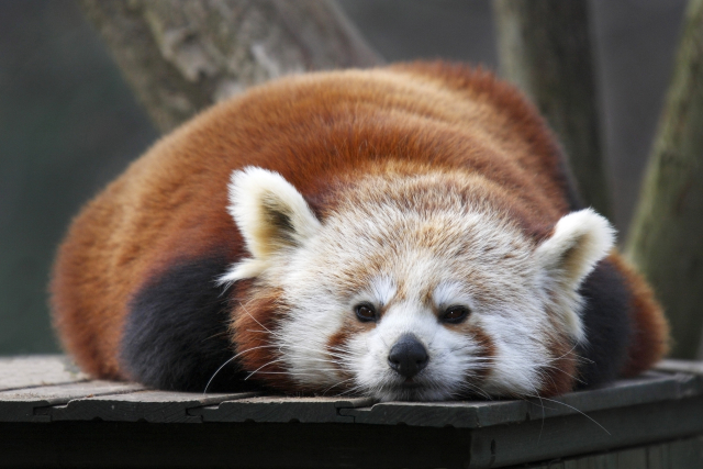 Dospělá panda červená v Zoo Liberec. Dospělá panda červená v Zoo Liberec.