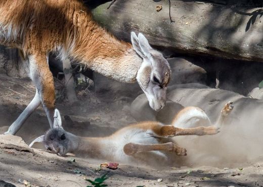 Malá samička je k vidění ve výběhu v horní části zoo.