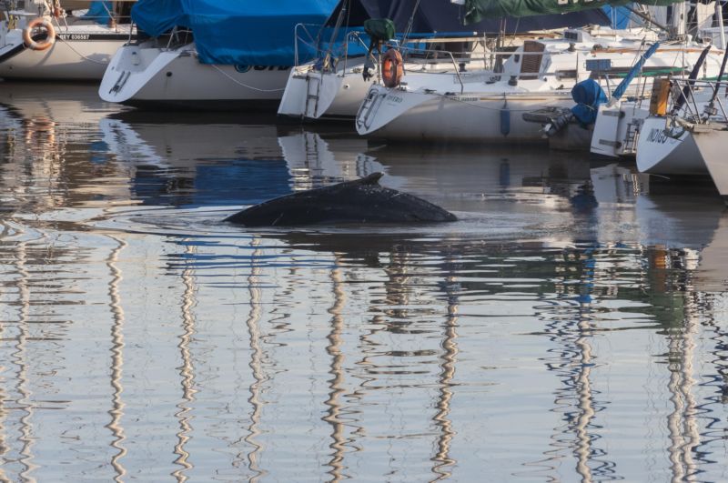 Velryba se objevila v luxusním přístavu Puerto Madero.