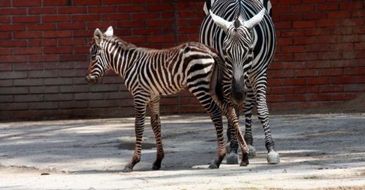 Zebra bezhřívá obývá travnaté pláně a řídké lesy s horami v Ugandě.