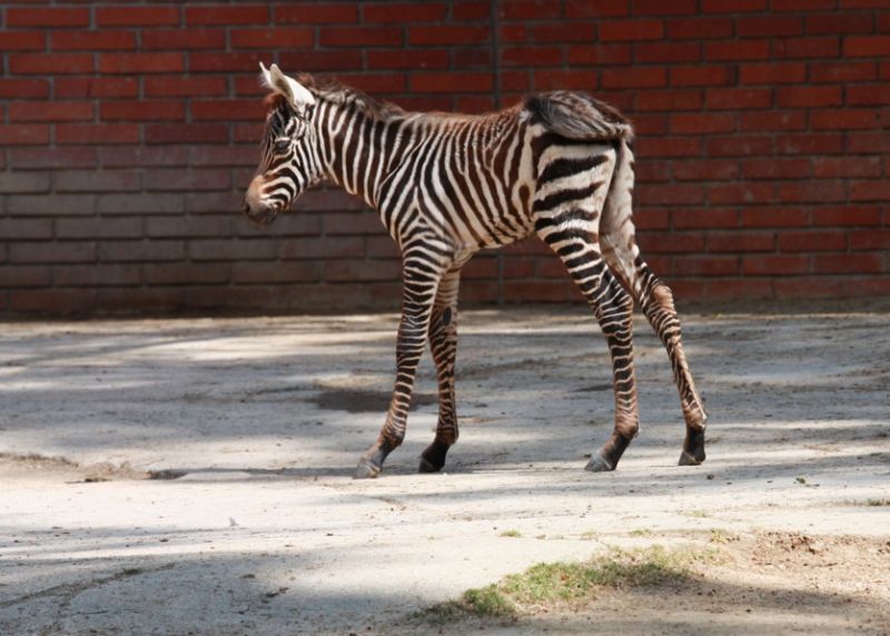 Malá zebra dostala jméno Candy.