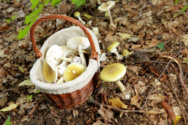 Výjimečně můžete v lese narazit na holubinky, syrovinky, lišky či jedovaté muchomůrky.