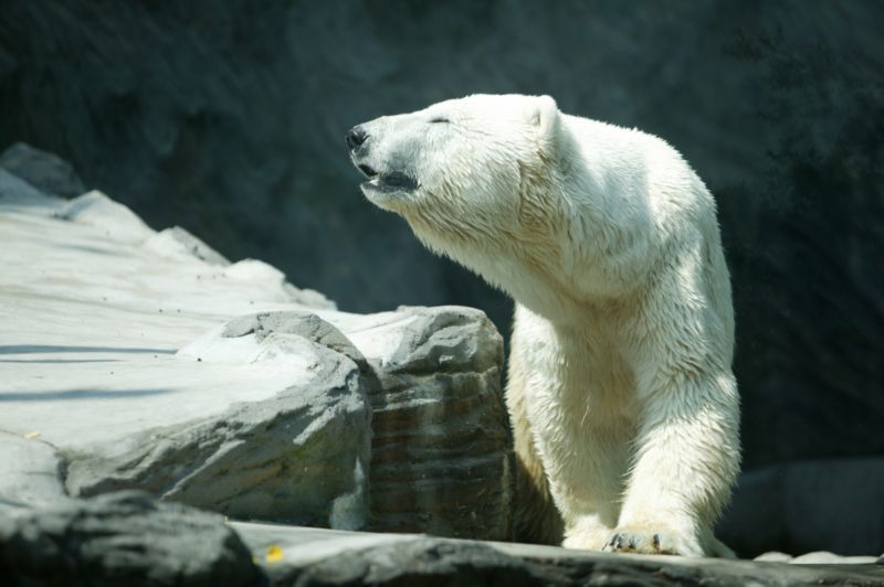 Osvěžení je v pražské zoo připraveno nejen pro zvířata, ale i pro návštěvníky.