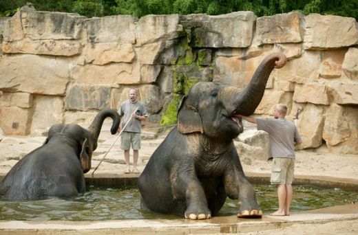 Všechna zvířata v zoo prý horka zvládají bez větších problémů.