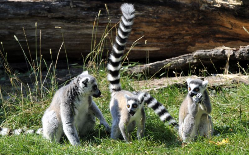 Mláďata lemurů jsou k vidění ve společné expozici s plameňáky růžovými.