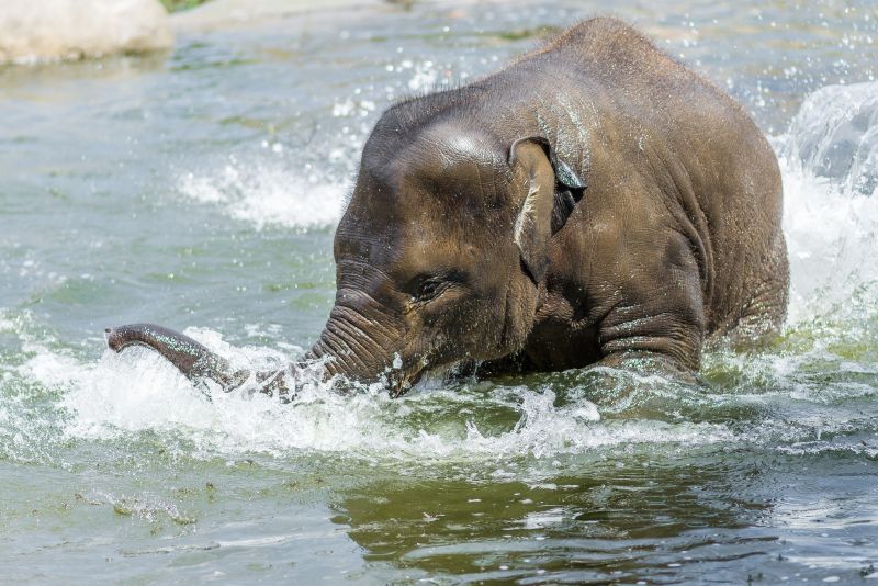 Mládě slona indického z pražské zoo se často chladí k radosti návštěvníků ve vodě.